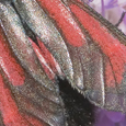 Zygaena purpuralis